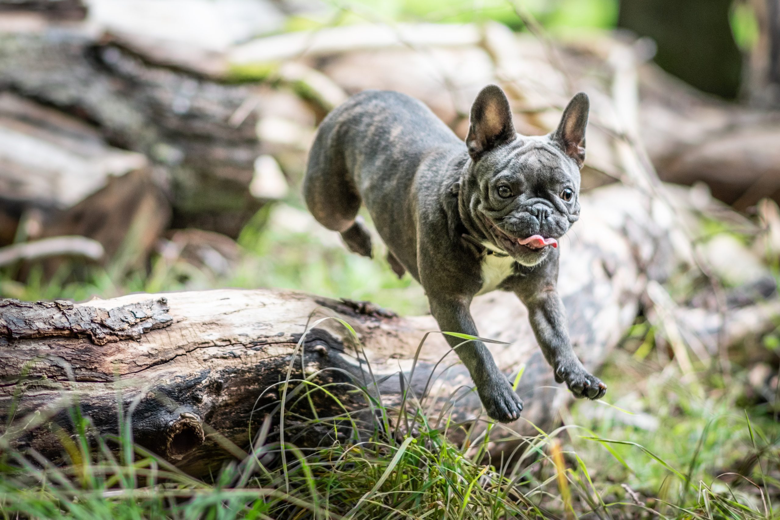 A french bulldog puppy running through a phoenix dog park